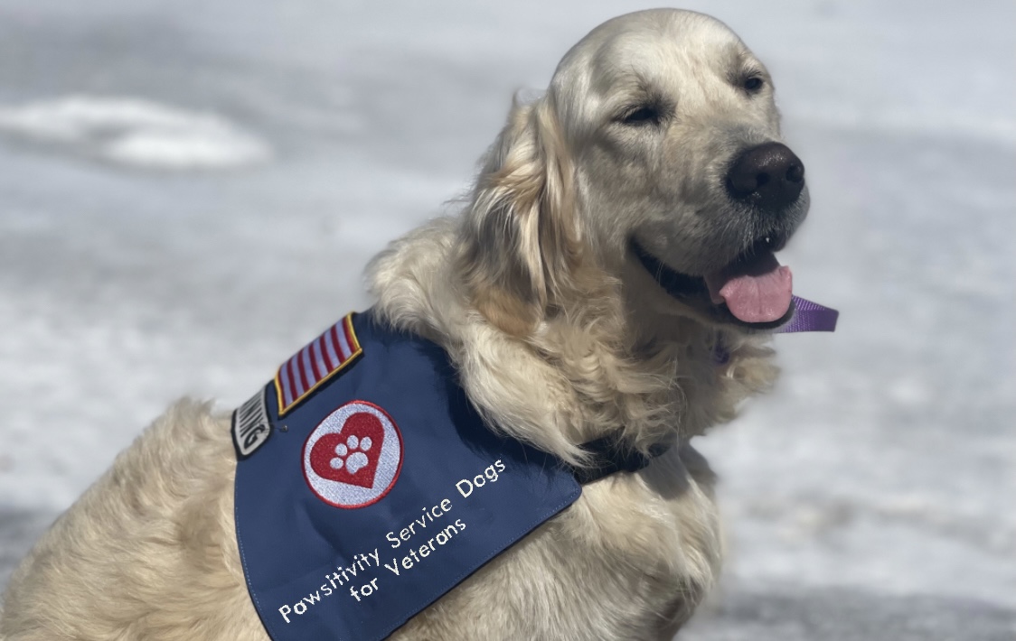 Goose, our demo dog for presentations