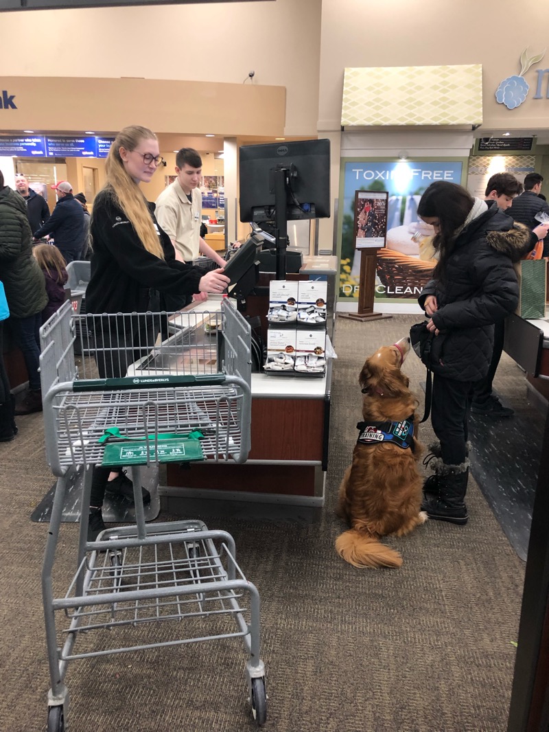dog grocery shopping