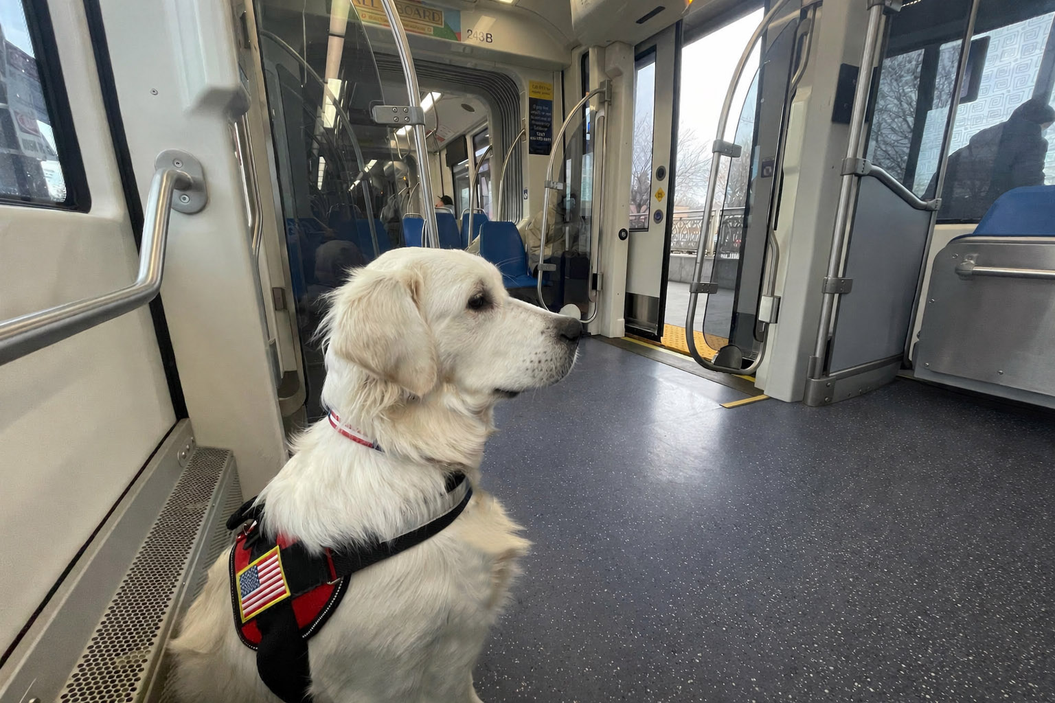 Service dog on light rail.
