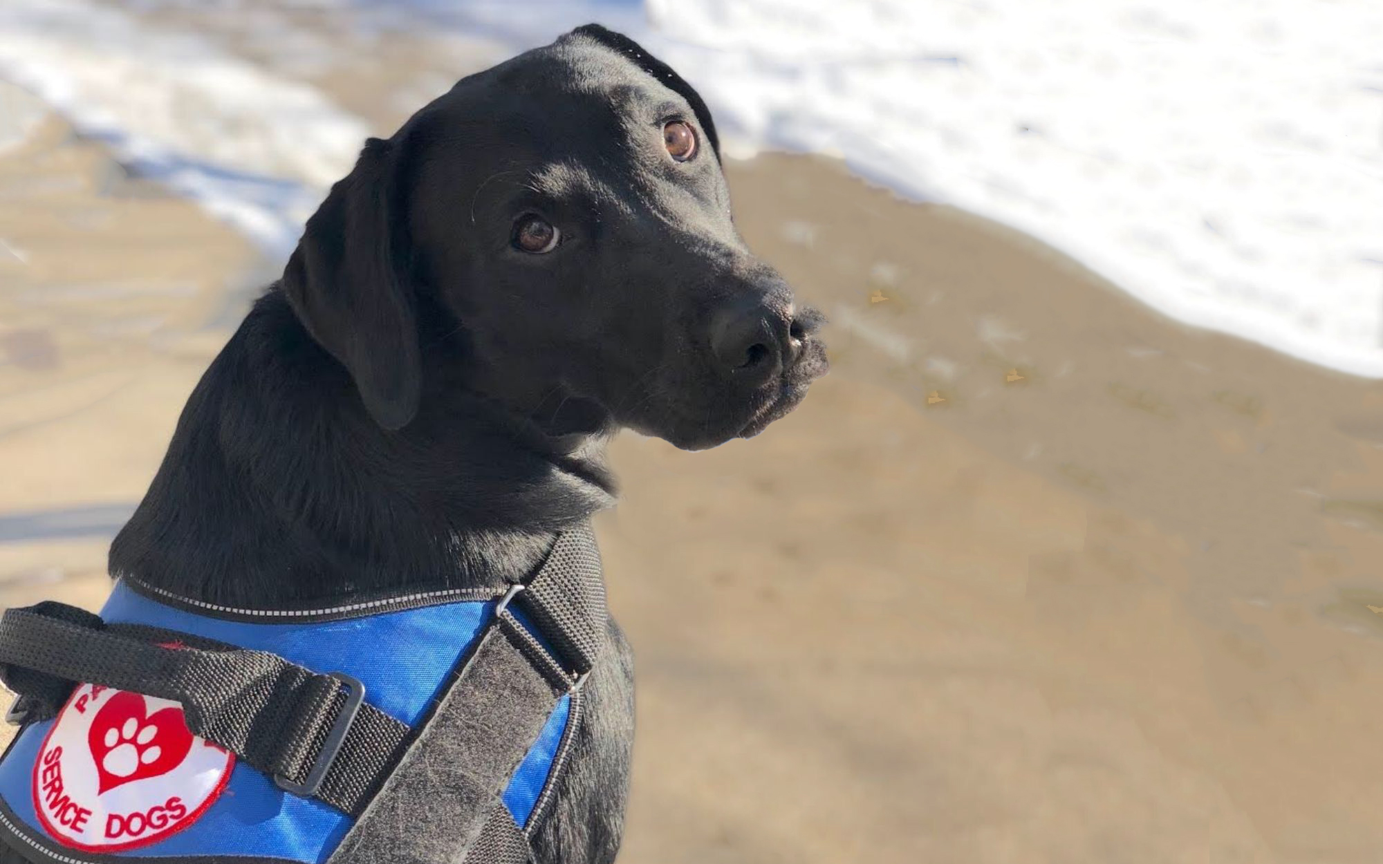 Daniel the service dog for a veteran