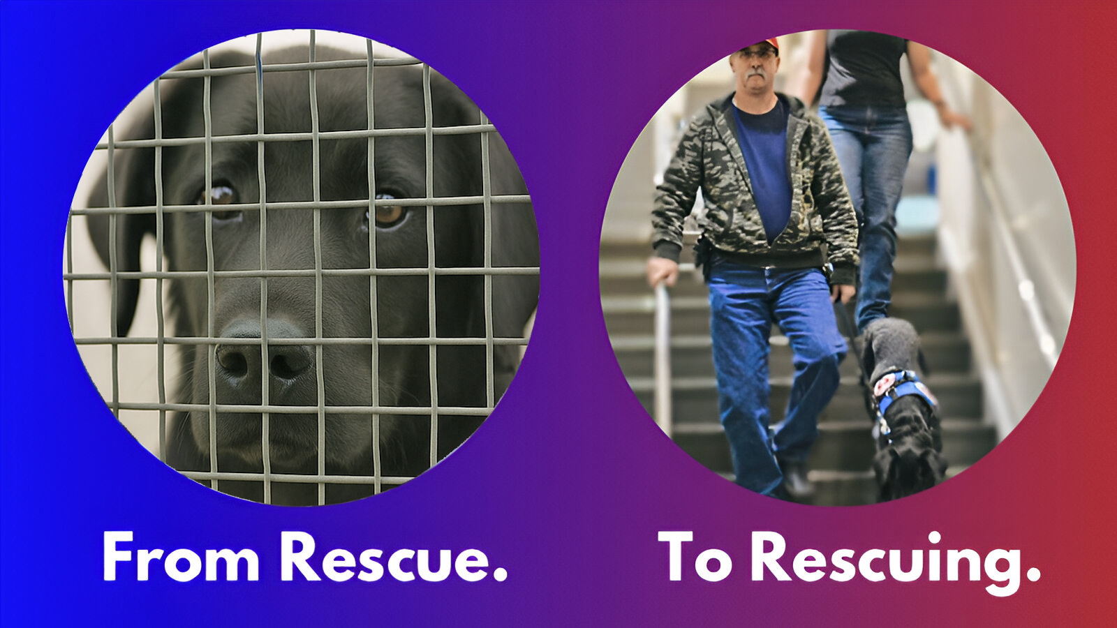 Before and after of a rescued dog in training transitioning to service dog.