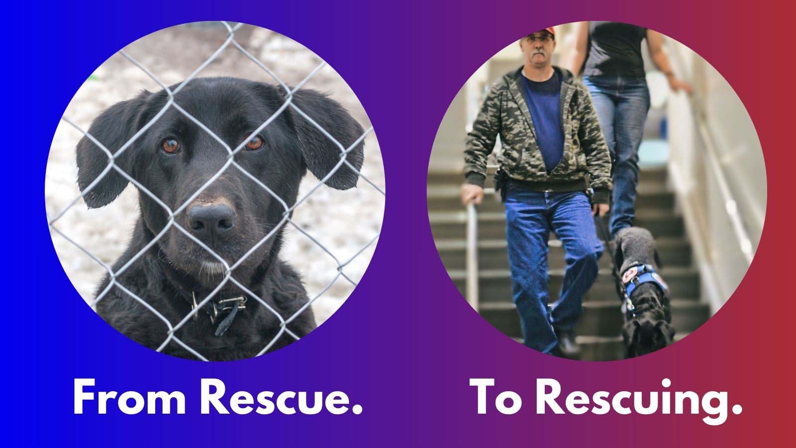 Before and after of a rescued dog in training transitioning to service dog.