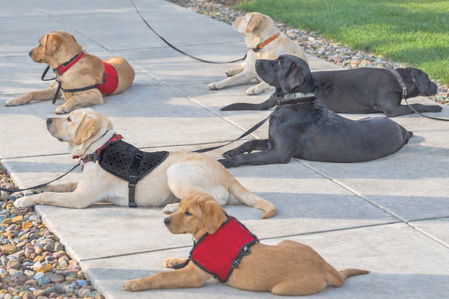 Service dogs in training (stock image)
