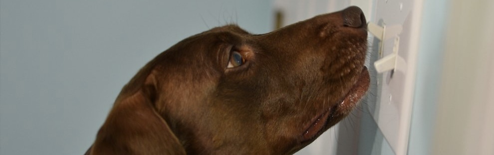 Pawsitivity Service Dogs
