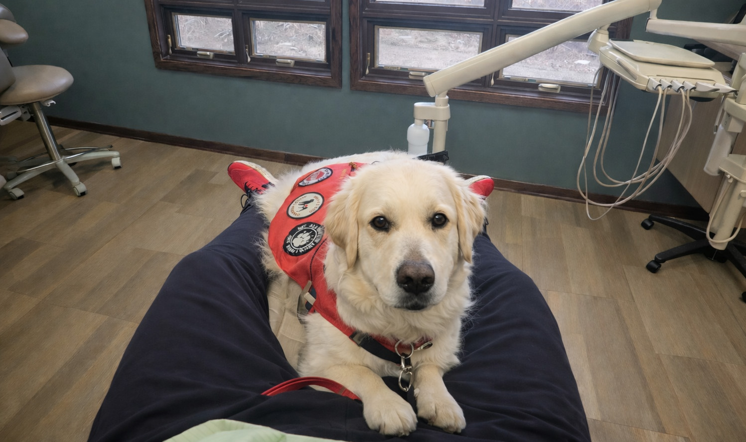 Service dog doing “lap” at dentist