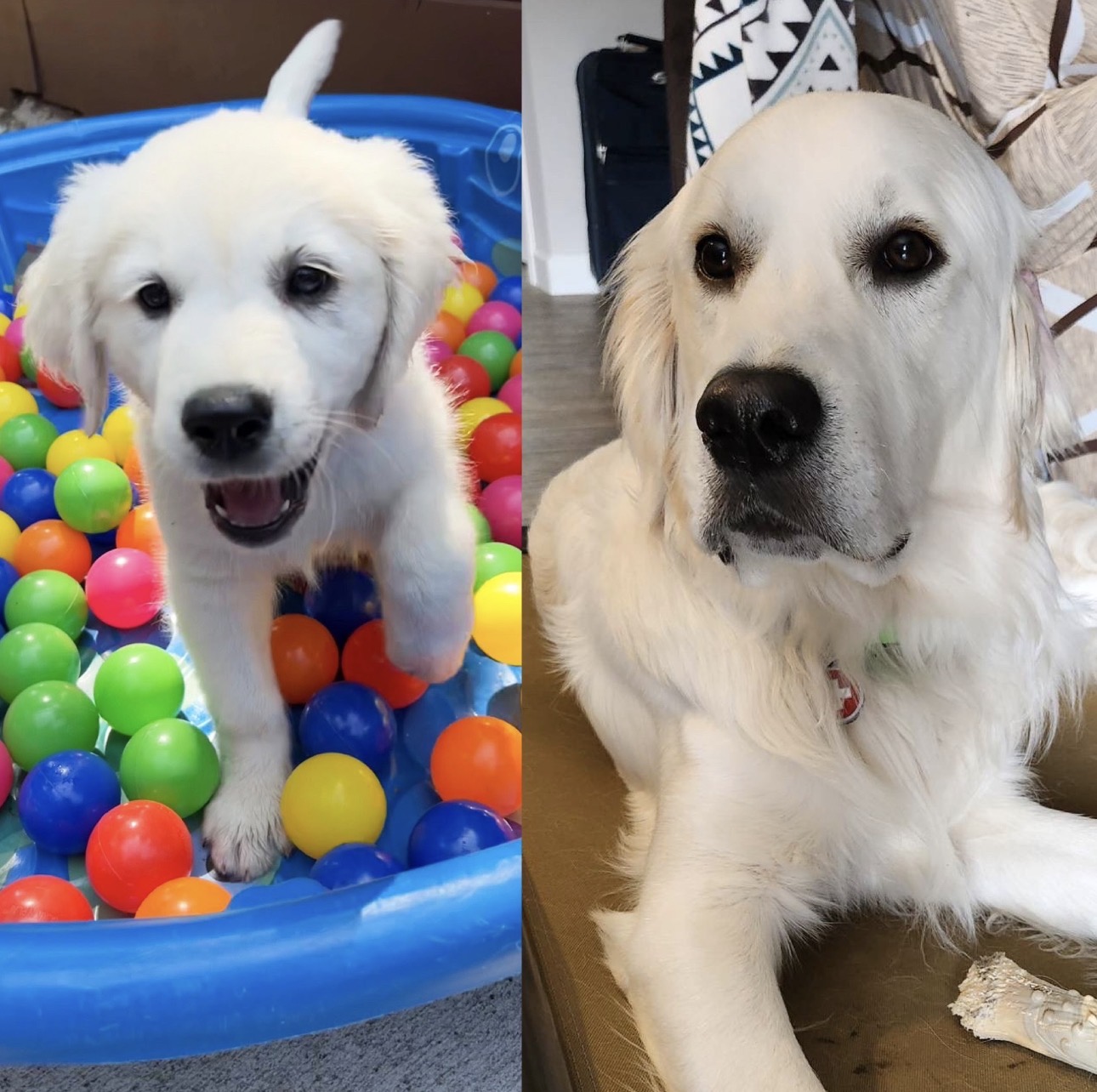 Puppy to adult