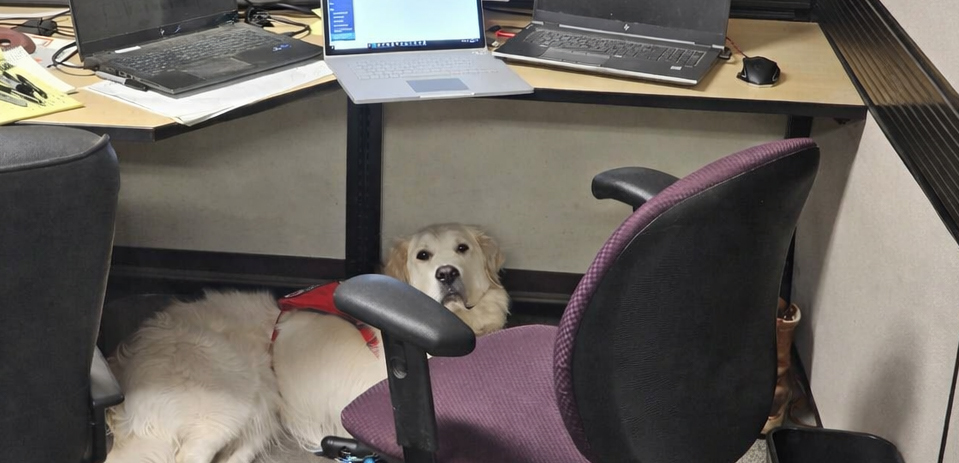 Service dog at the office