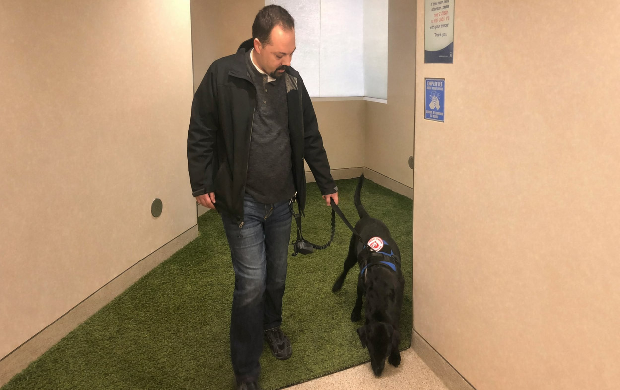 Pawsitivity Service Dogs