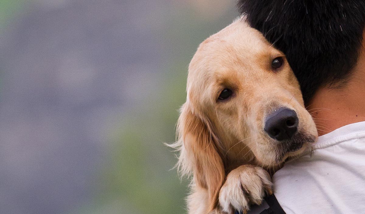 Pawsitivity Service Dogs