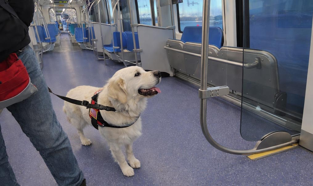 Service dog on light rail