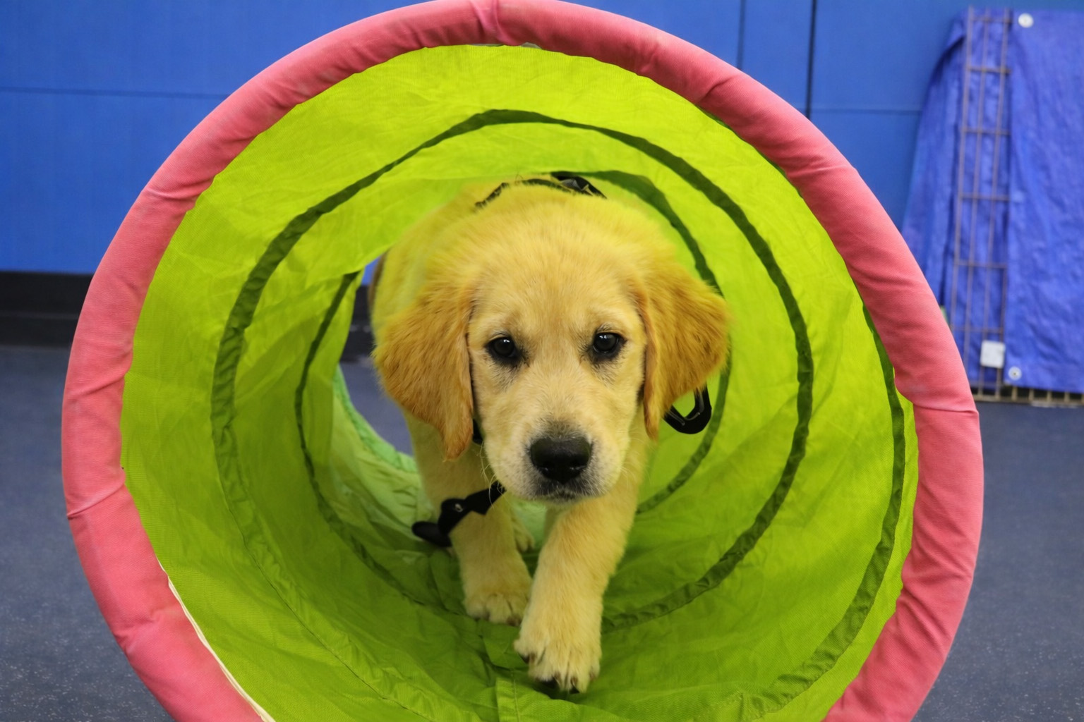 Pawsitivity Service Dogs