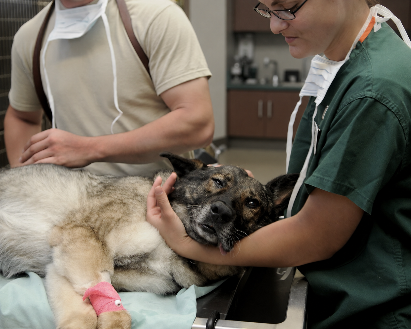 Pawsitivity Service Dogs