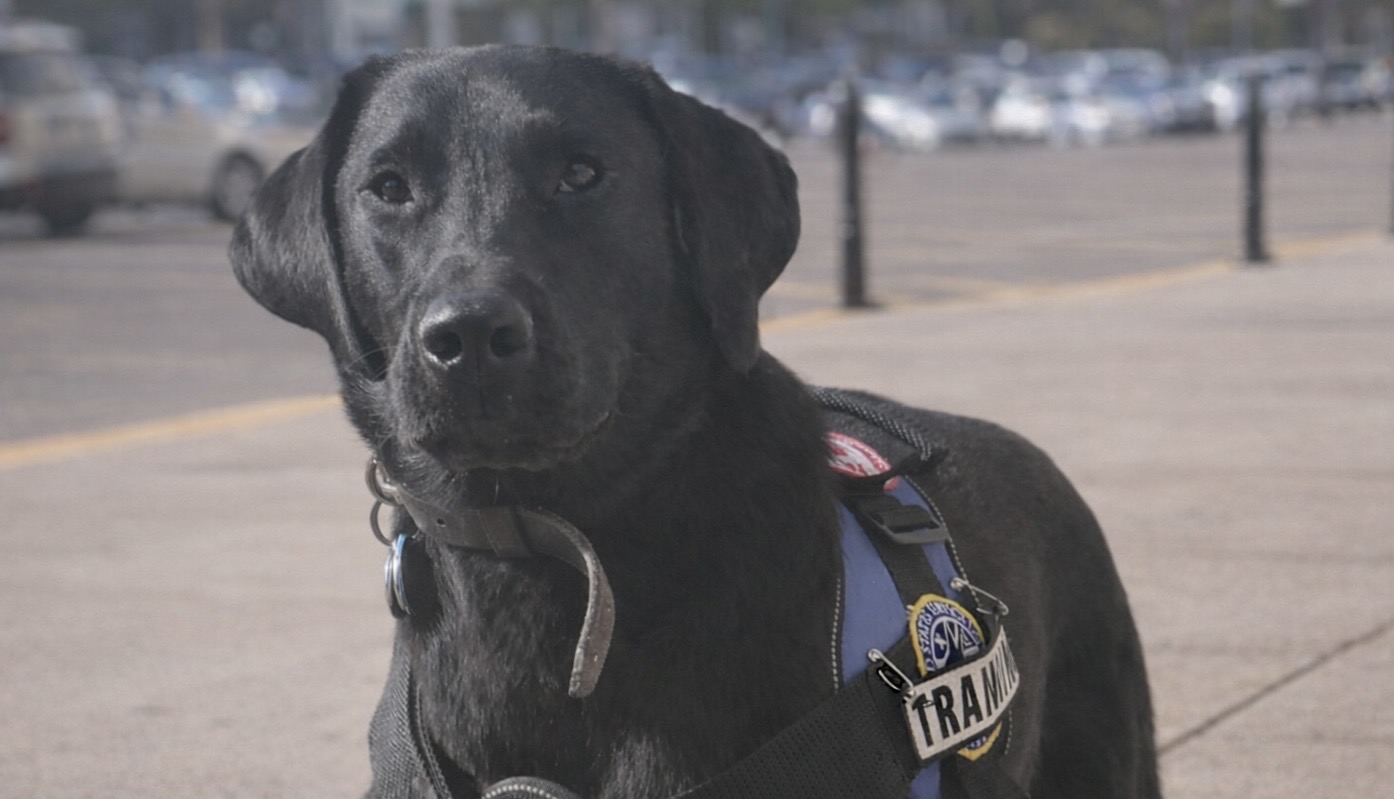 Pawsitivity Service Dogs