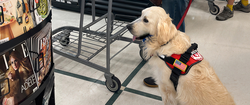Service dog in training at the grocery store