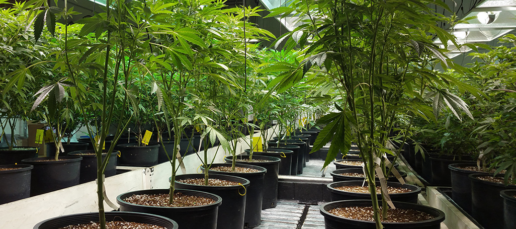 171107_cannabis_Beverly_Yuen_Thompson_1026.jpg