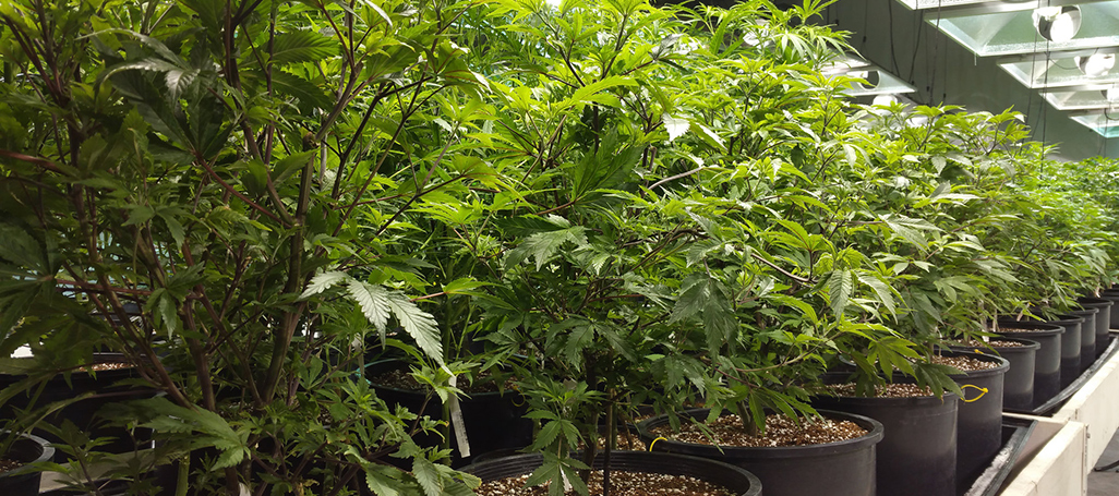 171107_cannabis_Beverly_Yuen_Thompson_1026_2.jpg