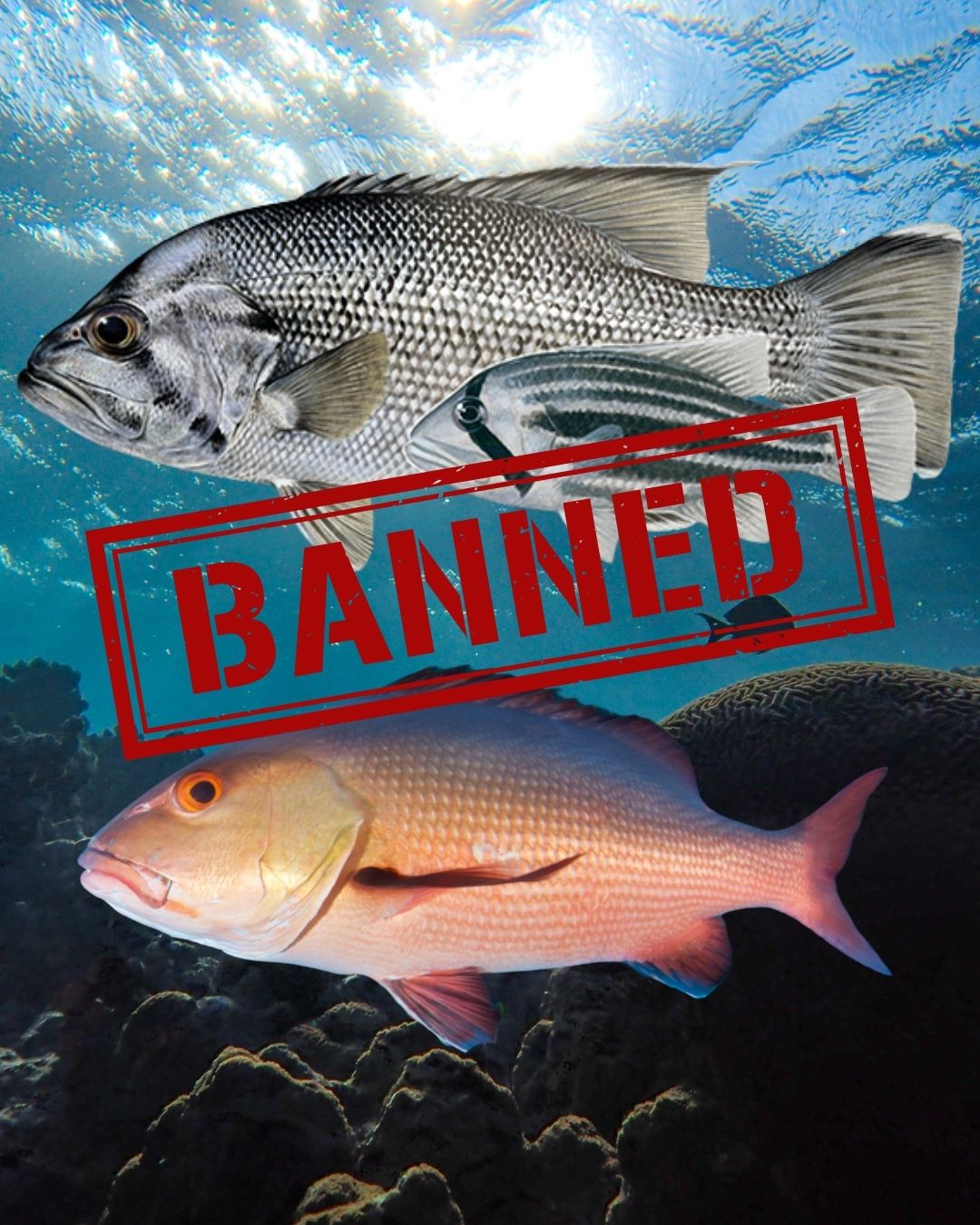 Banned Demersal Fishing Banned Demersal Fishing