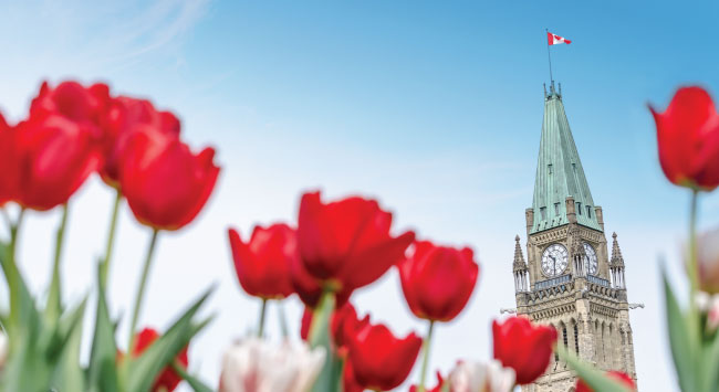 Tulips with the parliament in the background