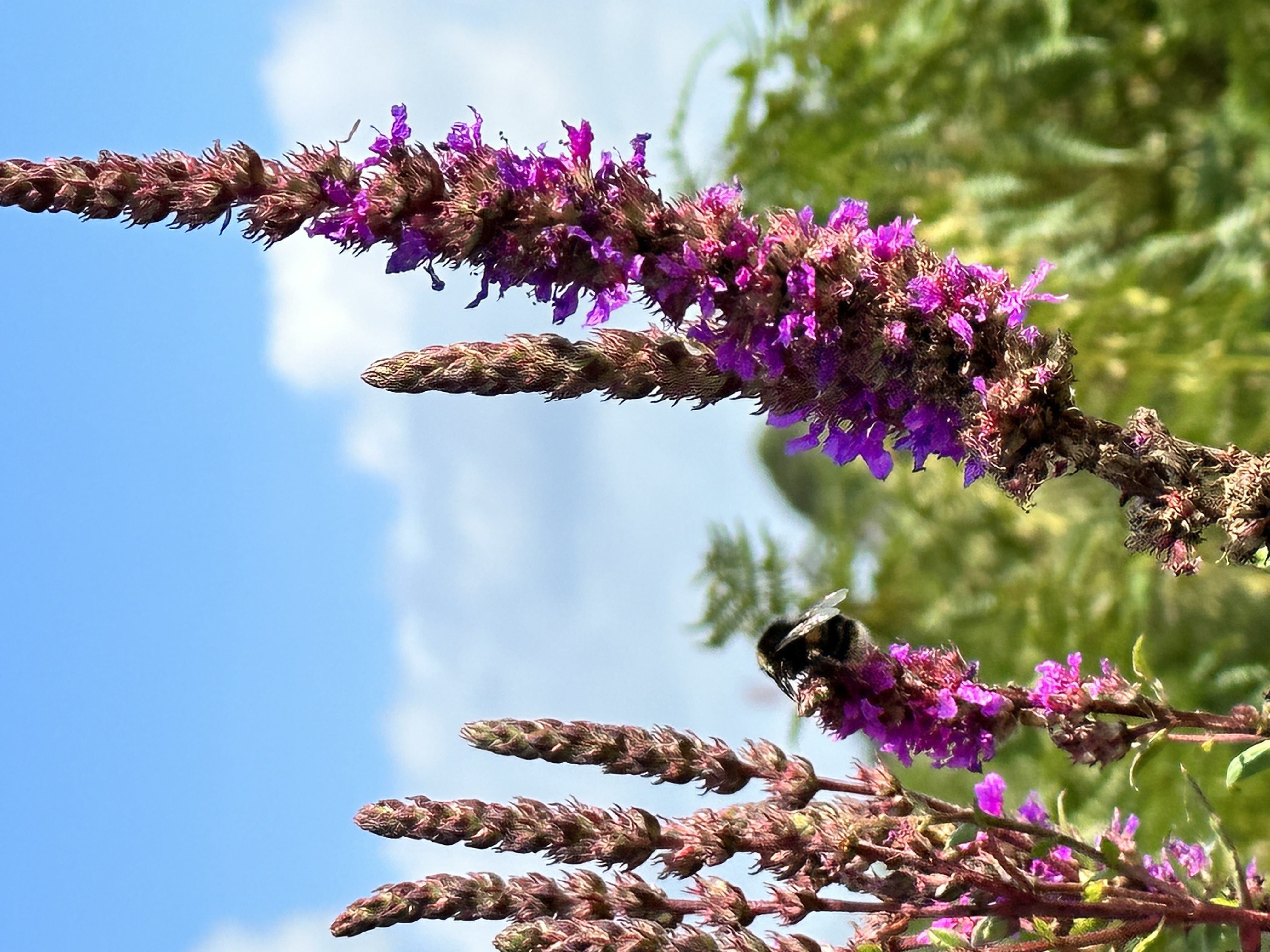 bumble bee on a purple flower