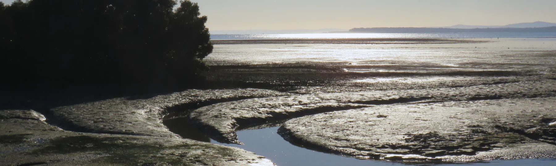 Environmental Defenders Office helped community groups secure the rejection of a destructive development at internationally-recognised wetland Toondah Harbour, but the Crisafulli government has removed all funding from EDO