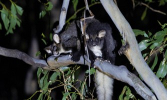 Protect Endangered Greater Gliders