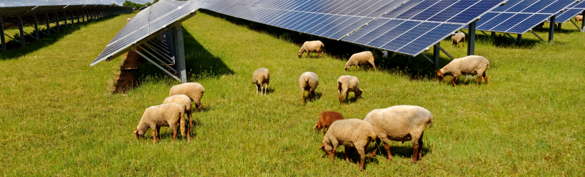 Nature positive renewables