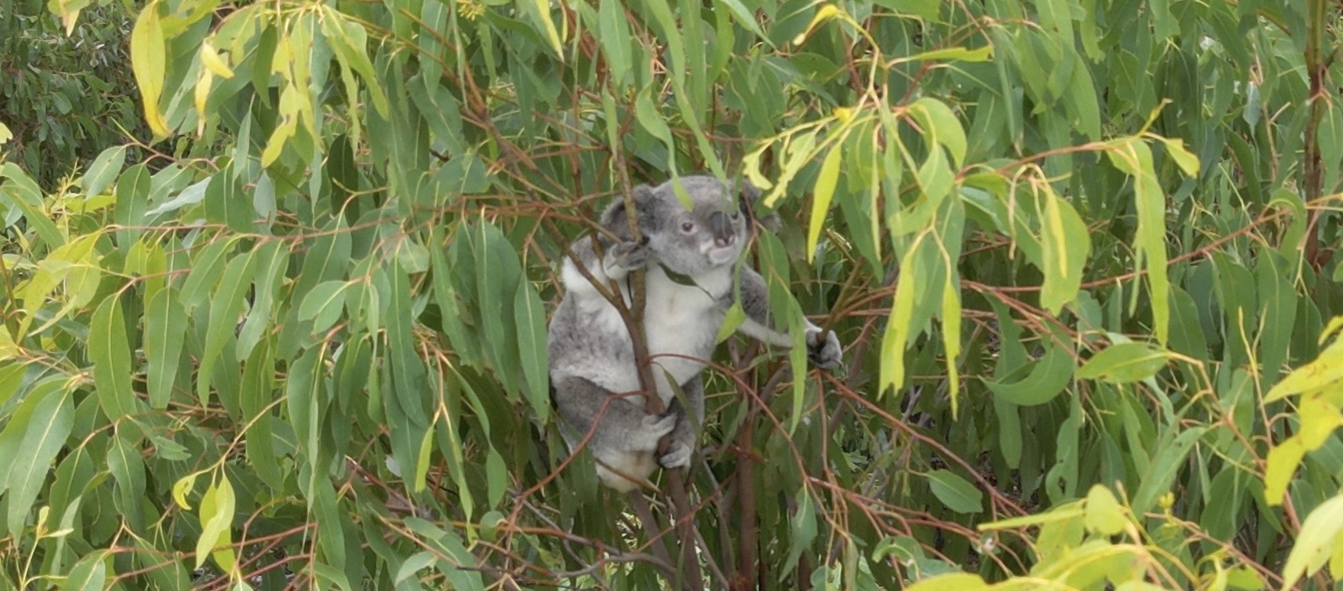 tanya the koala 