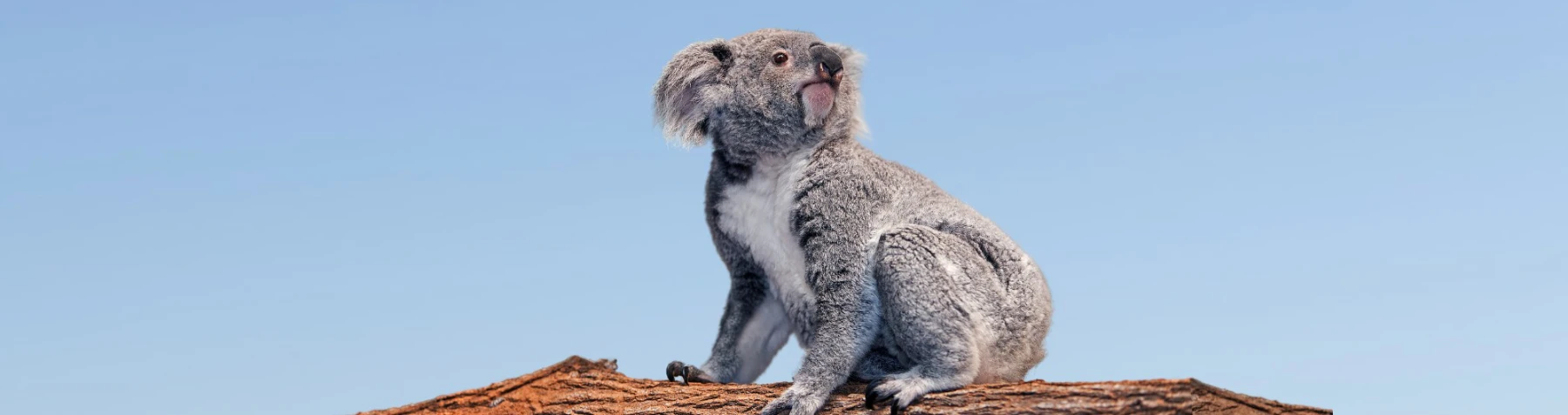 Threatened Species Day rally to call for stronger nature laws to protect Queensland's native wildlife and habitats