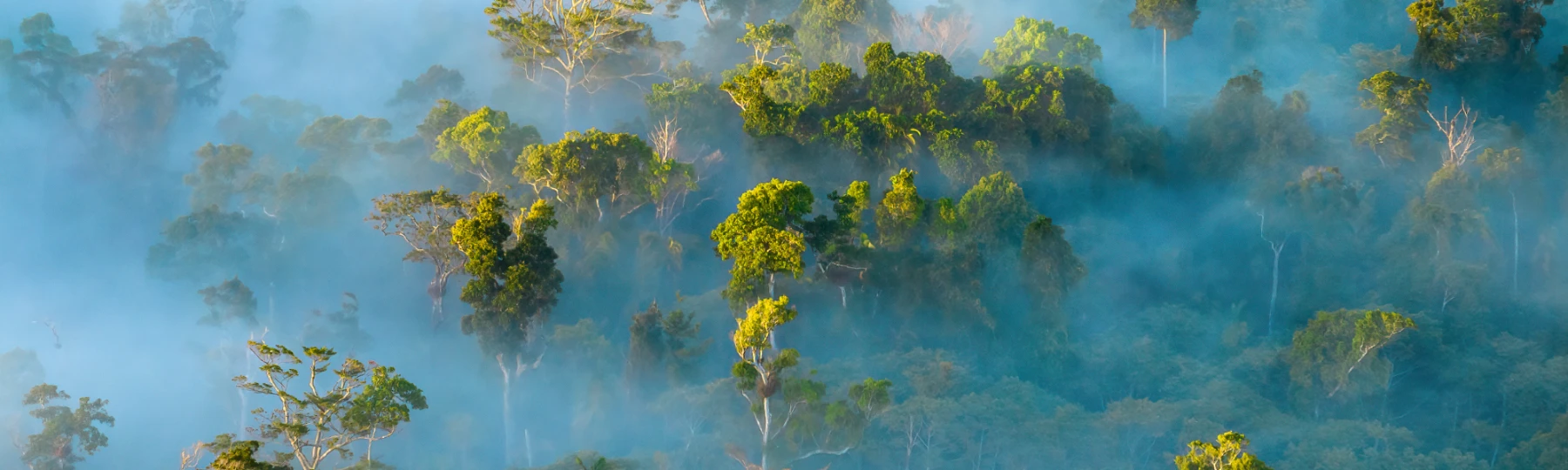 The Crisafulli government's Queensland Future Timber Plan, released today, aims to maximise native forest logging and will have devastating consequences for the endangered greater glider and other forest dependent threatened animals and plants