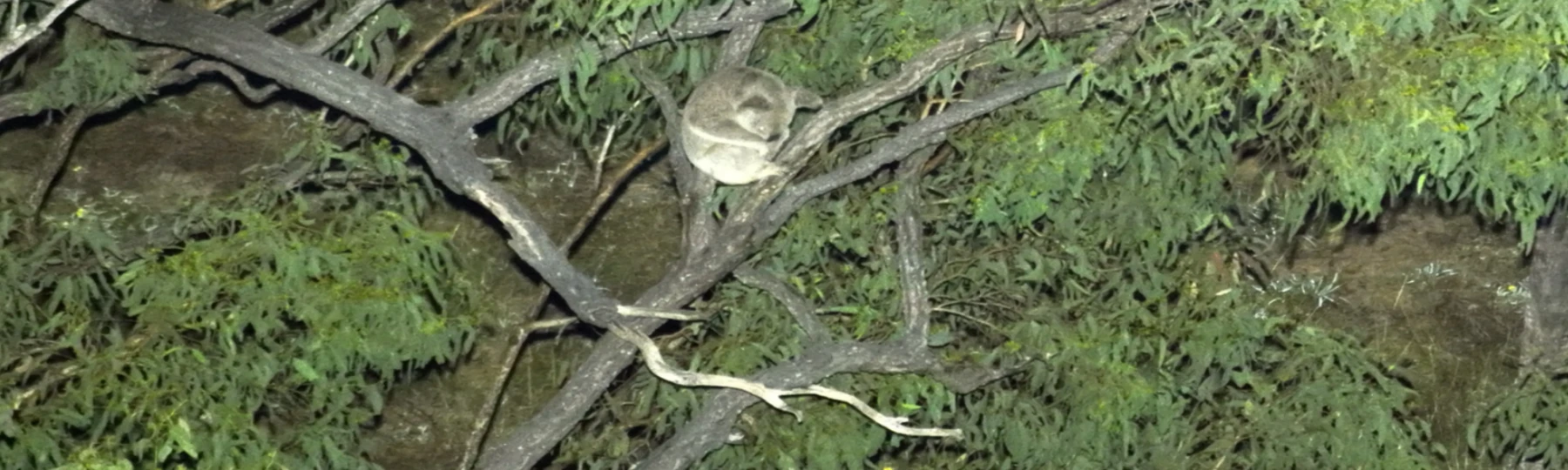 Thermal imaging drone surveys detected 13 koalas in just one evening in a 1.6 square kilometre area within the Hail Creek coal mine site