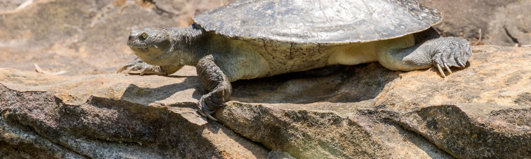 Queensland’s newest State of the Environment Report exposes the shocking decline of the state’s natural heritage over the past four years, including 114 species newly listed as threatened