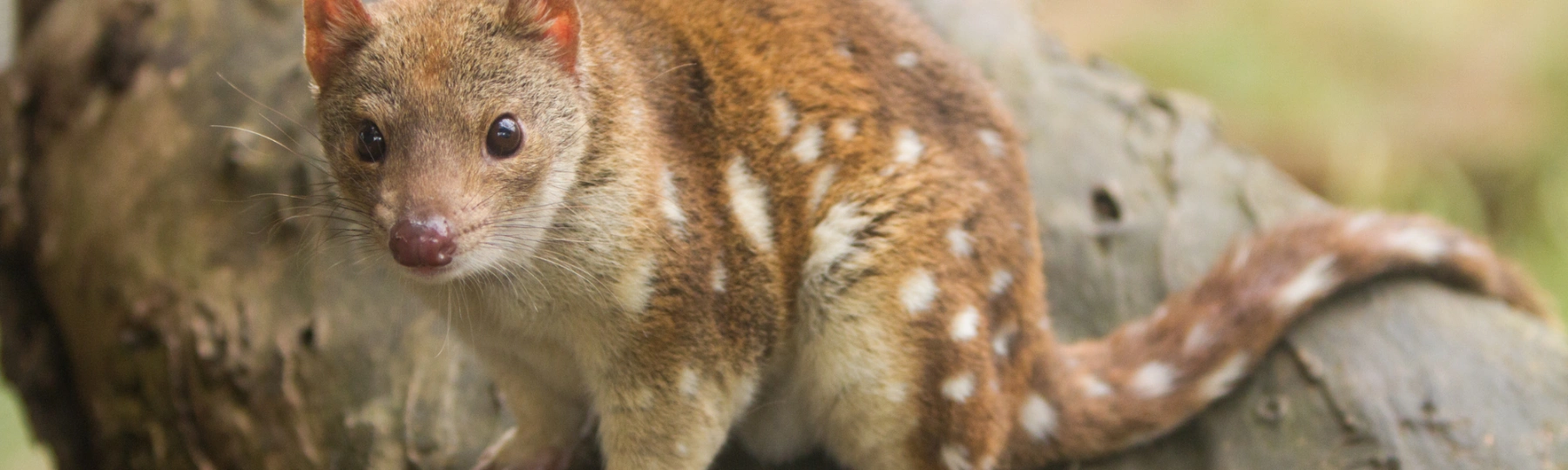 These regional plans are key to getting our environmental laws working to protect critical habitat, and help plan the renewable energy transformation so projects are being proposed, approved, and built in the right places.