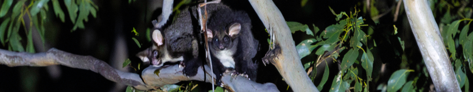 Minister for Primary Industries Anthony Perrett confirmed his draft Future Timber Plan was 
