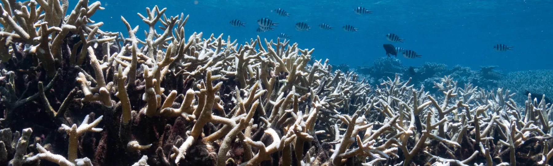 New legislation from the Crisafulli Government to repeal the state’s Renewable Energy Targets is the “final nail in the coffin” for the LNP’s election promise to keep the state’s 75% emissions target