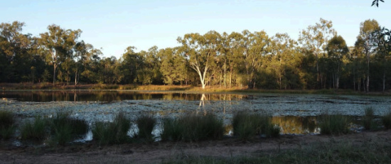 Wooradjina - the wetland at Yamba Balbarrabarri - likely spring fed on a tributary of Springton Creek