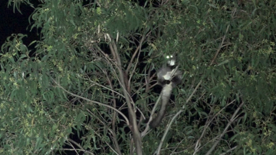 Greater Glider detected at waypoint CHA01GG