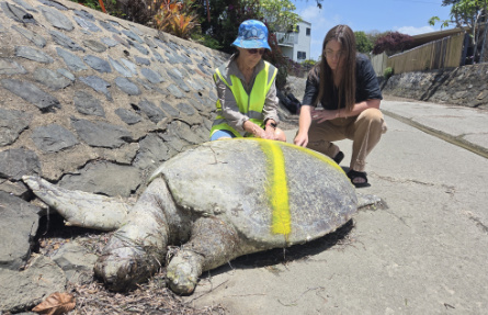 Volunteer Susie Bedford and QCC's Natalie Frost examining a stranded dead Green Turtle at Deception Bay