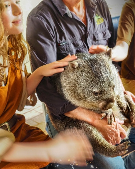 Meeting Bumpy the wombat