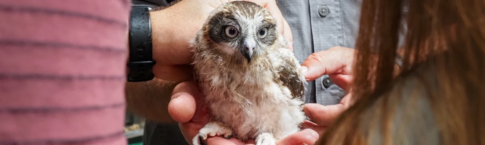 Native wildlife show at Northey Street Organic Farmers Market