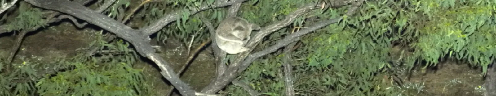 Drone image of koala spotted at Glencore's Hail Creek coal mine expansion site
