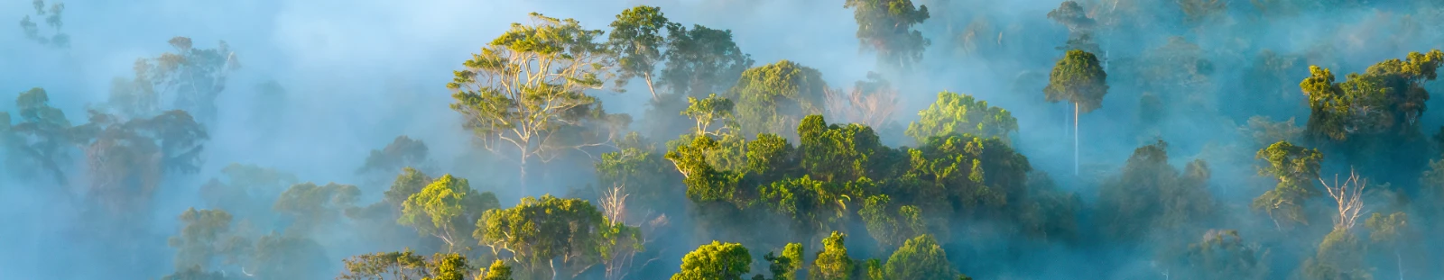 New polling shows 80% of Queenslanders value forest protection and recreation in public native forests above timber production