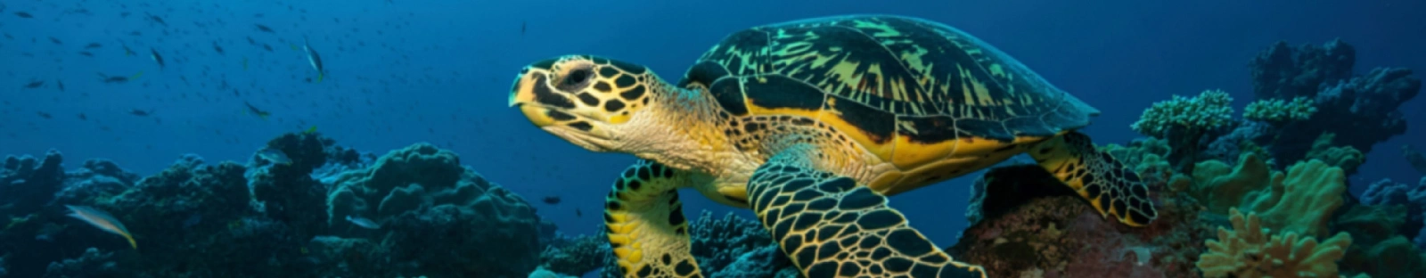 The Queensland Government is backing new coal projects just as the market moves away from coal. The Corvus mine would lock in decades of additional emissions, adding to climate damage like worsening floods and pressure on the Great Barrier Reef