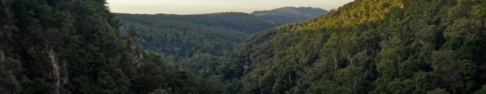 Mountain gorge in Springbrook National Park