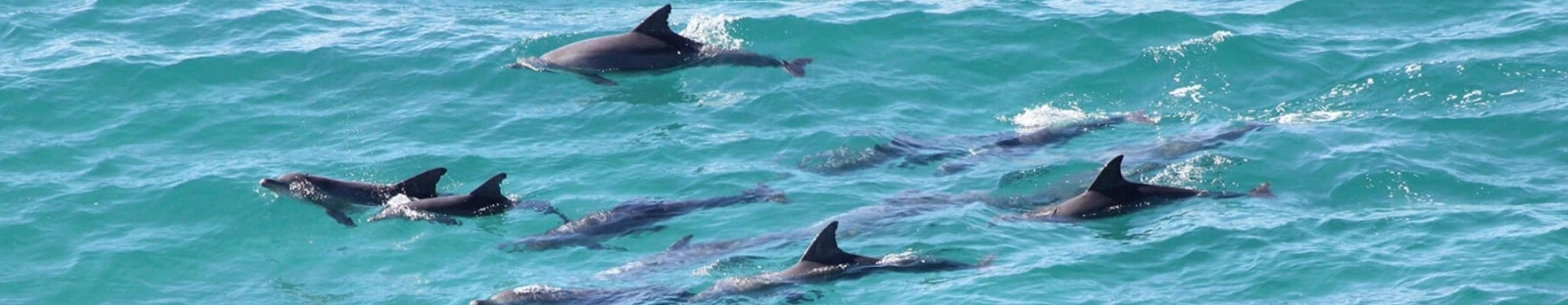 Dolphins