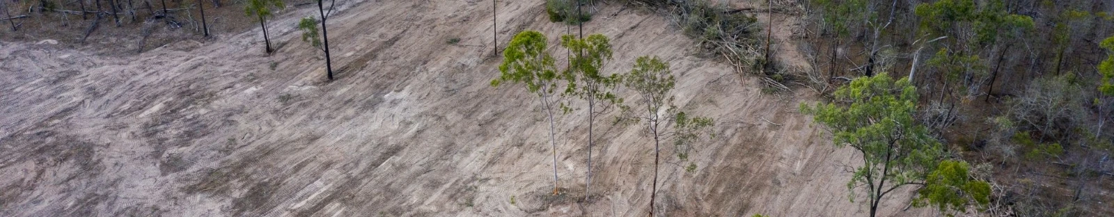 landclearing