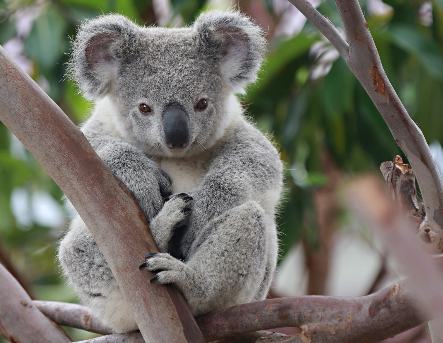 Koala_pic_no_logo.jpg