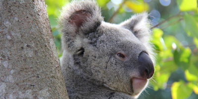 Koala_email_photo.png
