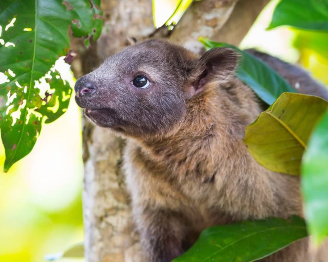 Bennett's Tree Kangaro - Save the Daintree