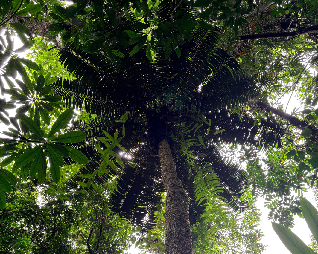 Hope's cycad - Save the Daintree