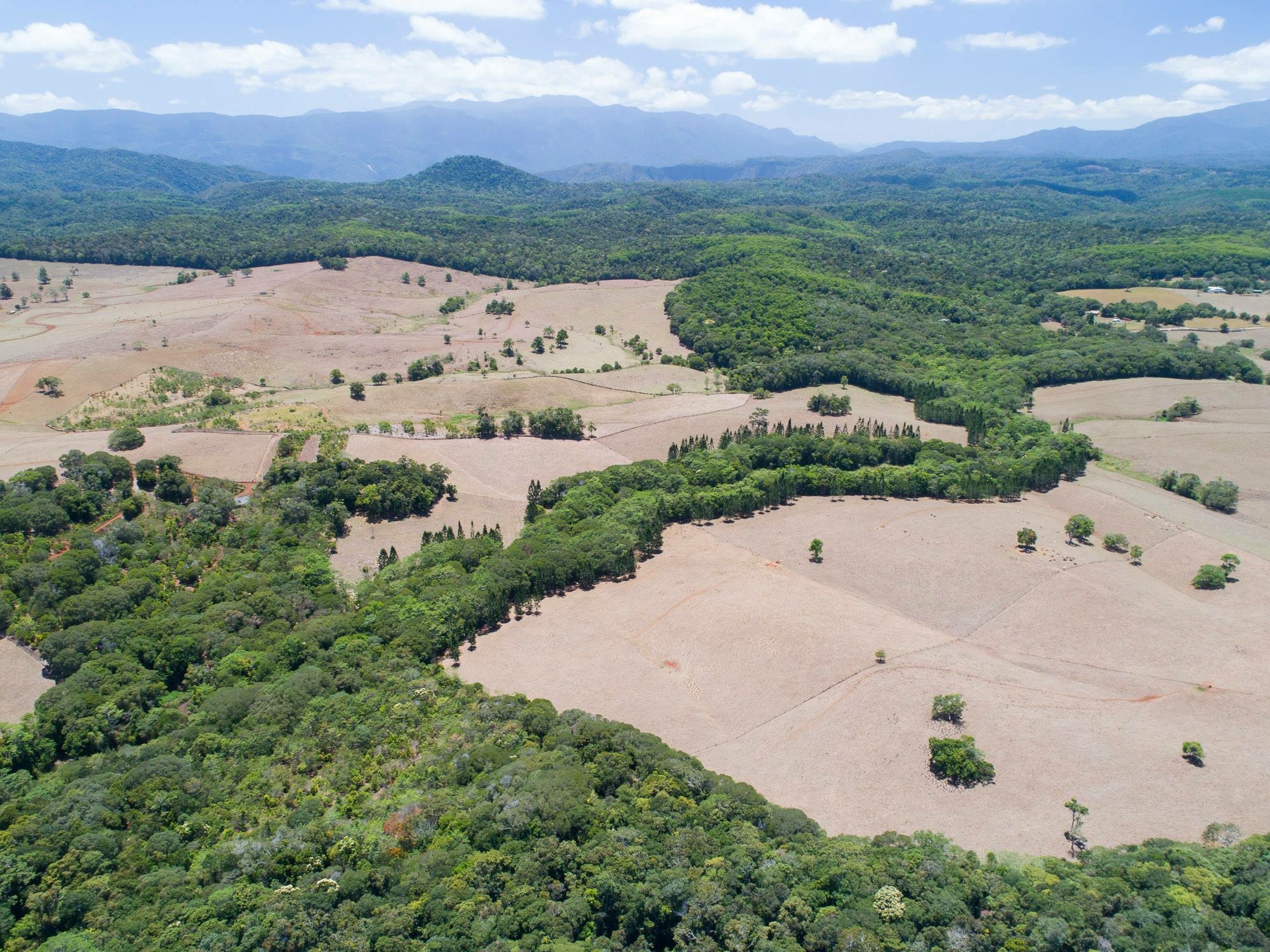 Reforestation of Toohey's Creek